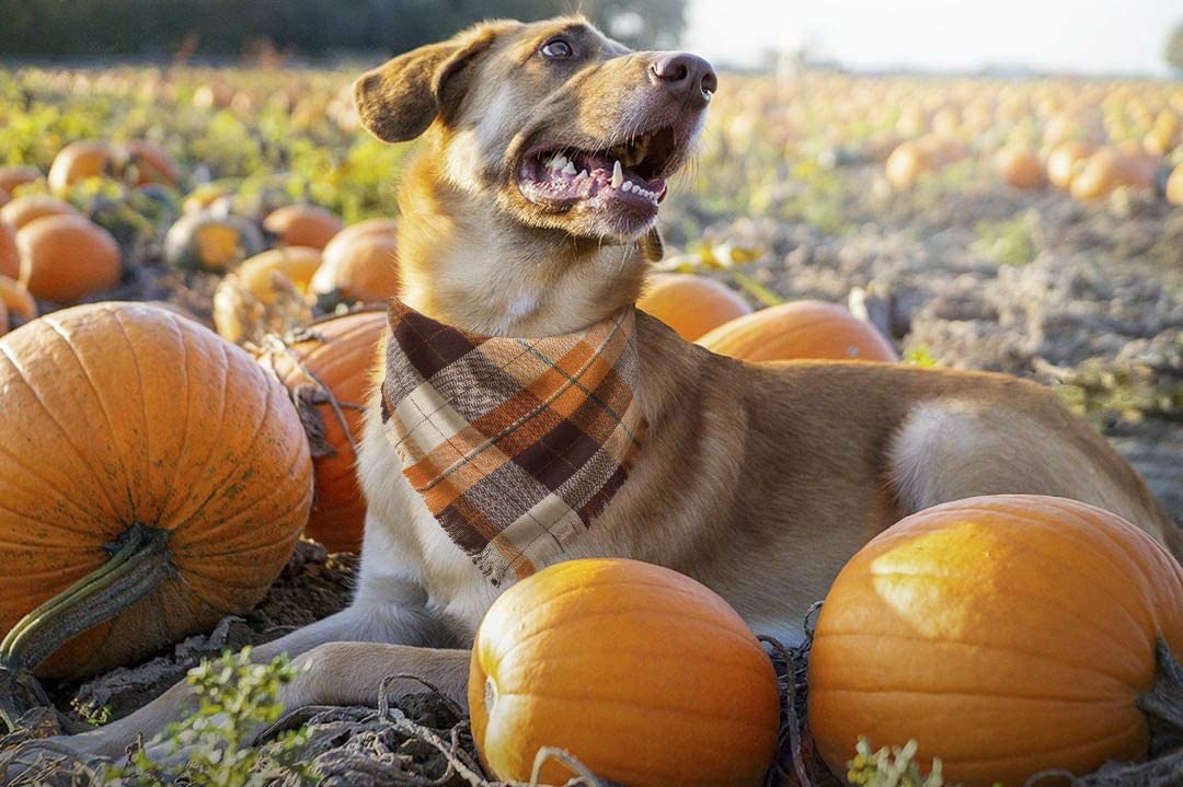 Fall Dog Bandana - Set of 2 Washable Reversible Square Plaid Pet Kerchief Scarf for Halloween - LEIDAI